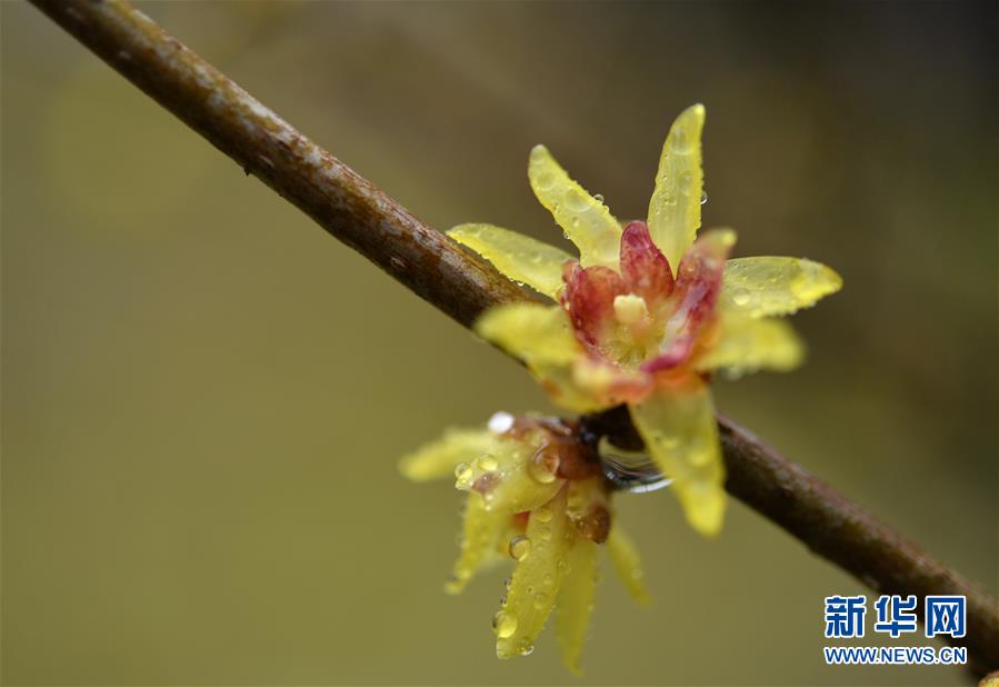#(新华视界)(3)湖北宣恩:腊月花争艳
