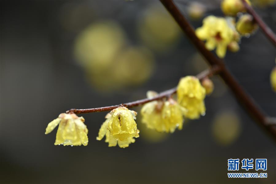 #（新华视界）（4）湖北宣恩：腊月花争艳