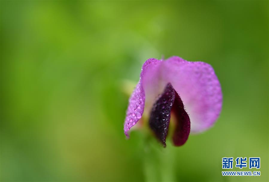 #(新华视界)(2)湖北宣恩:腊月花争艳