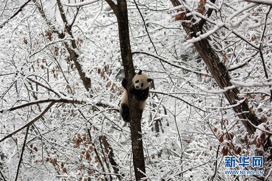 #(环境)(2)瑞雪降 熊猫乐