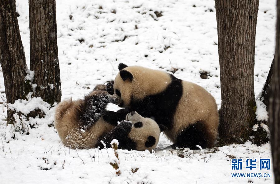 #(环境)(4)瑞雪降 熊猫乐