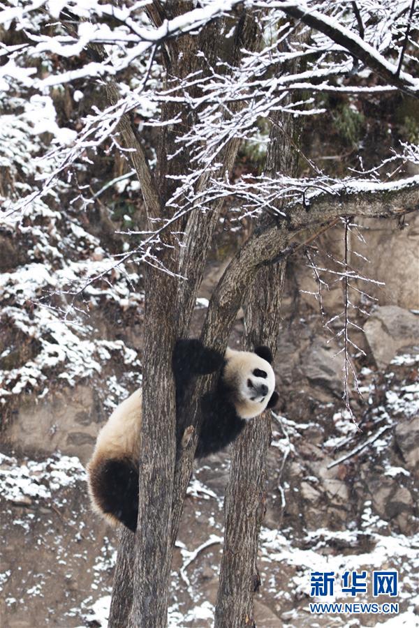 #(环境)(3)瑞雪降 熊猫乐