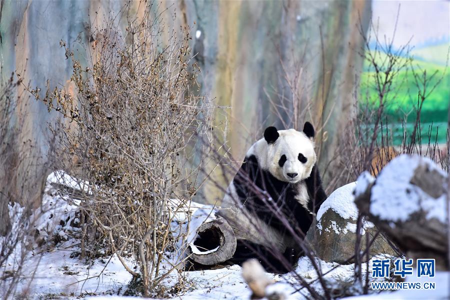(社会)(3)熊猫戏初雪