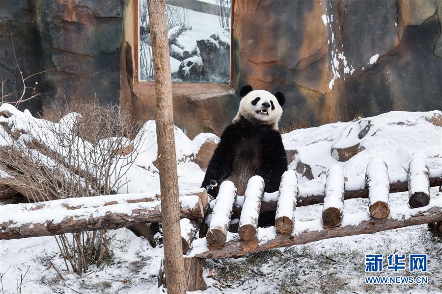 (社会)(2)熊猫戏初雪