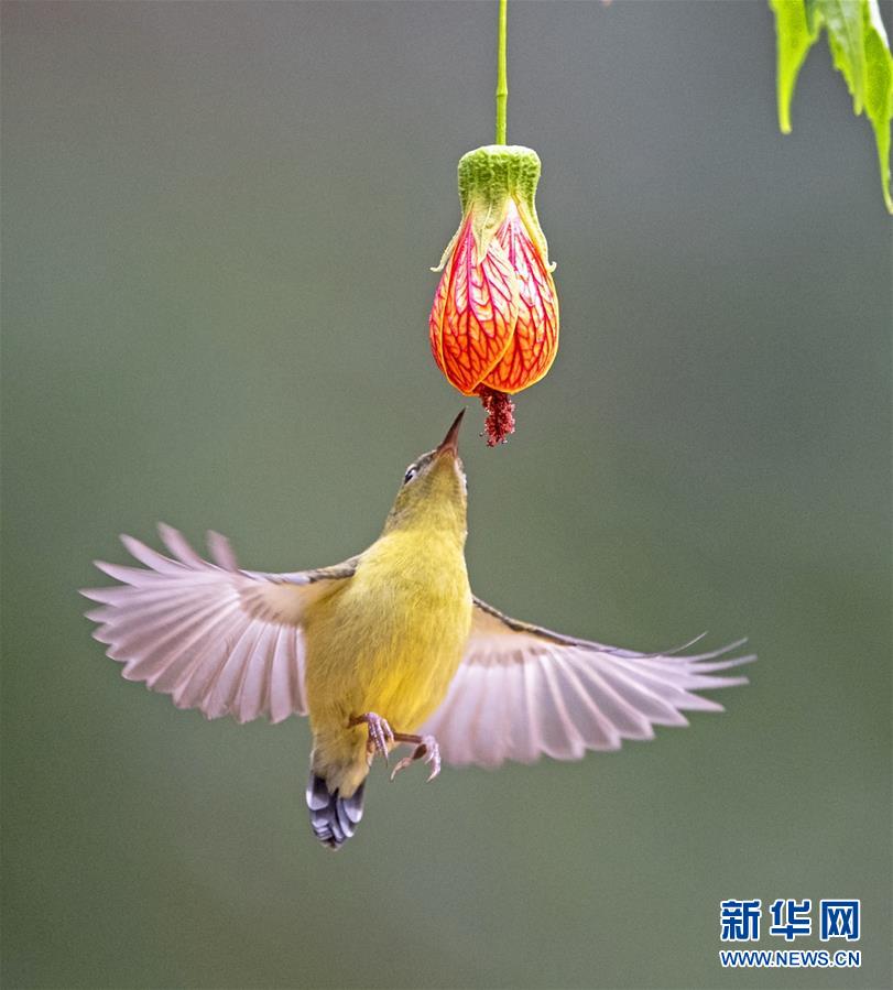 (环境)(2)福州:“亚洲蜂鸟”悬停觅食