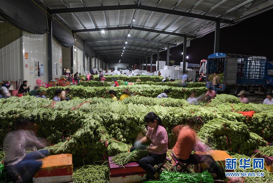 (社会)(10)海南冬季瓜菜进入上市旺季