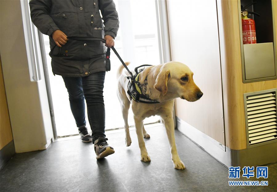 (关注春运)(3)导盲犬乘高铁体验春运