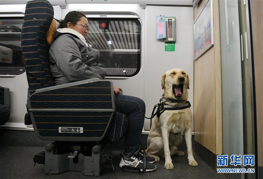 (关注春运)(6)导盲犬乘高铁体验春运