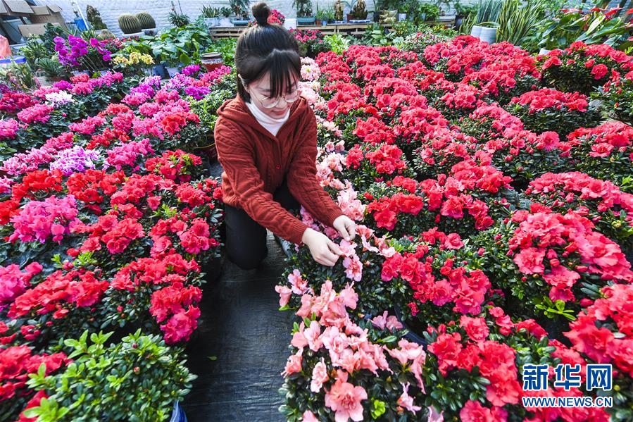 （社会）（2）河北景县：鲜花迎新春