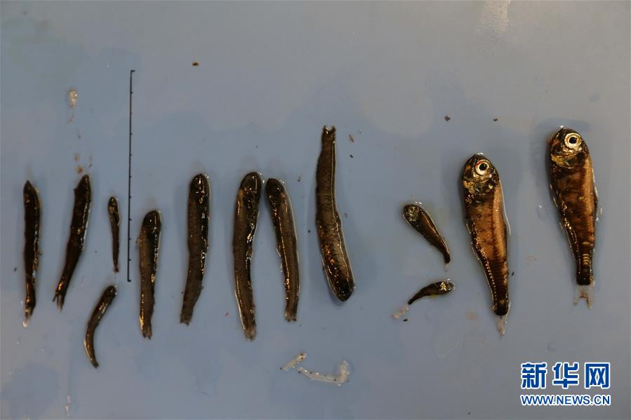 （图文互动）（9）这里到处生机勃勃——南极宇航员海动物世界探秘