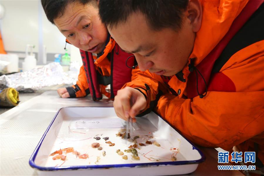 （图文互动）（4）这里到处生机勃勃——南极宇航员海动物世界探秘