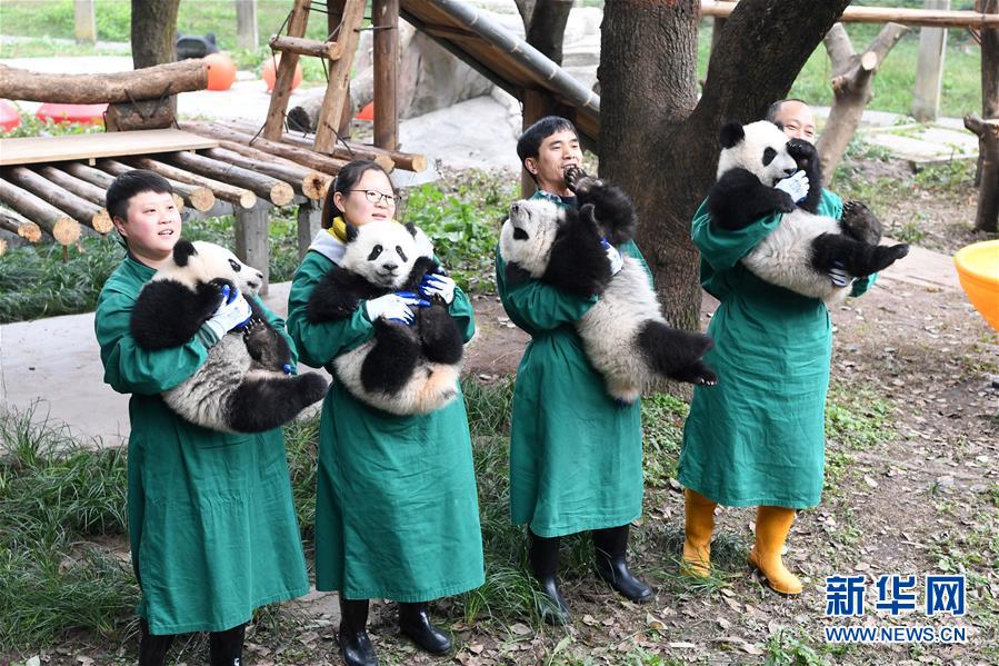 （社会）（6）大熊猫宝宝闹新春
