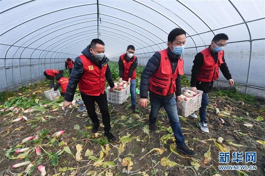 （社会）（3）党员志愿者服务三农  保障“菜篮子”供应