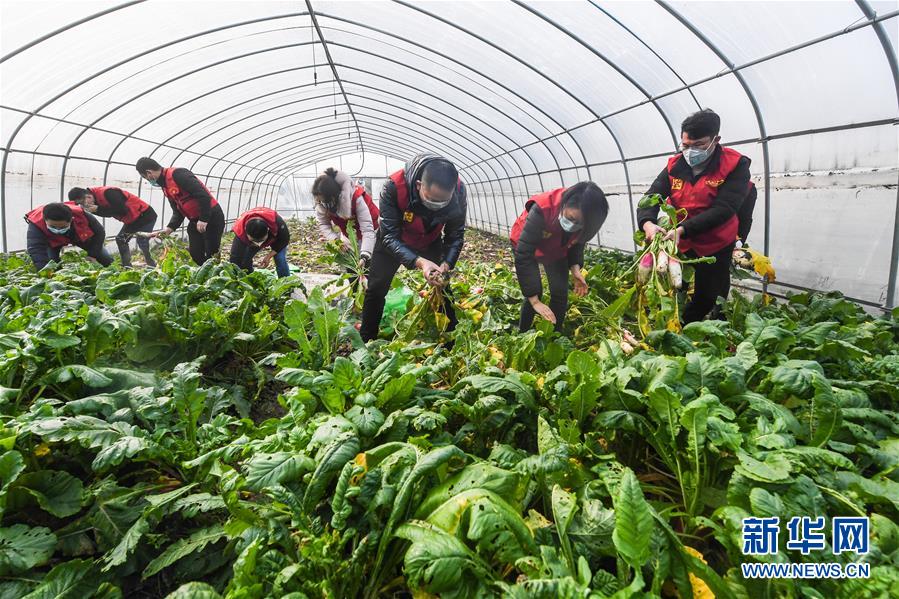 (社会)(1)党员志愿者服务三农 保障“菜篮子”供应
