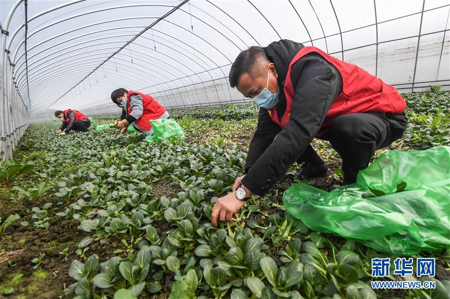 (社会)(4)党员志愿者服务三农 保障“菜篮子”供应