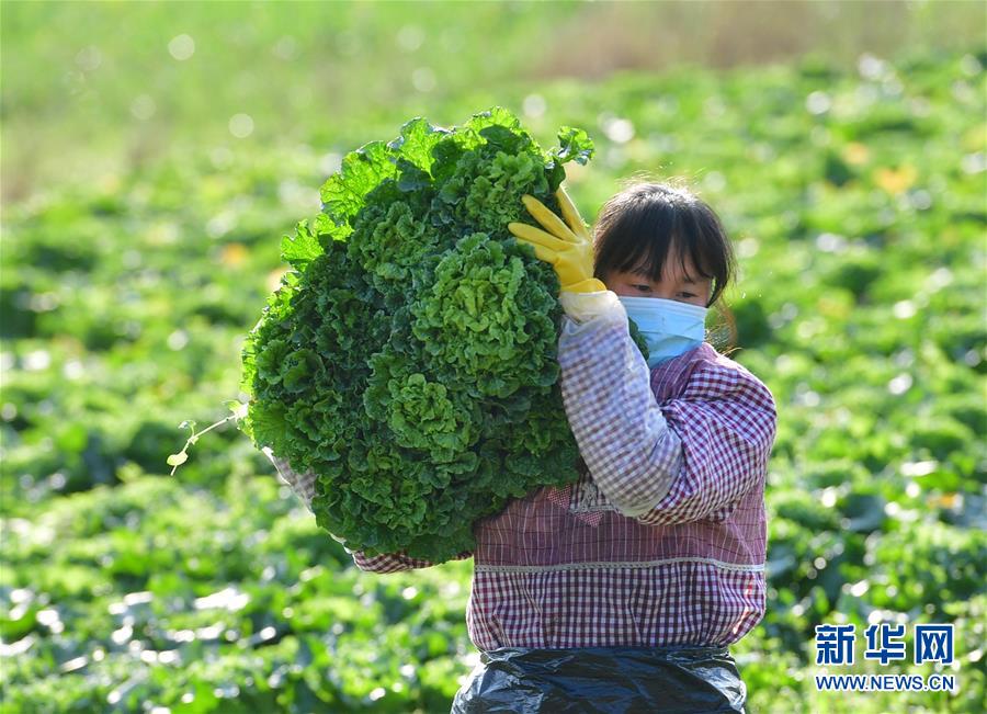 (图文互动)(2)广西桂林:“借力+接力”新鲜蔬菜进社区