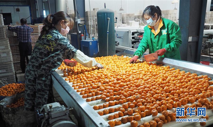 (经济)(2)江西南丰:蜜桔销售企业复工复产