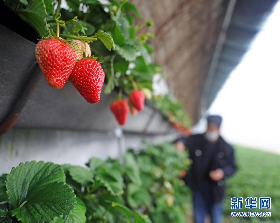 （经济）（2）沈阳：大棚果蔬生产忙