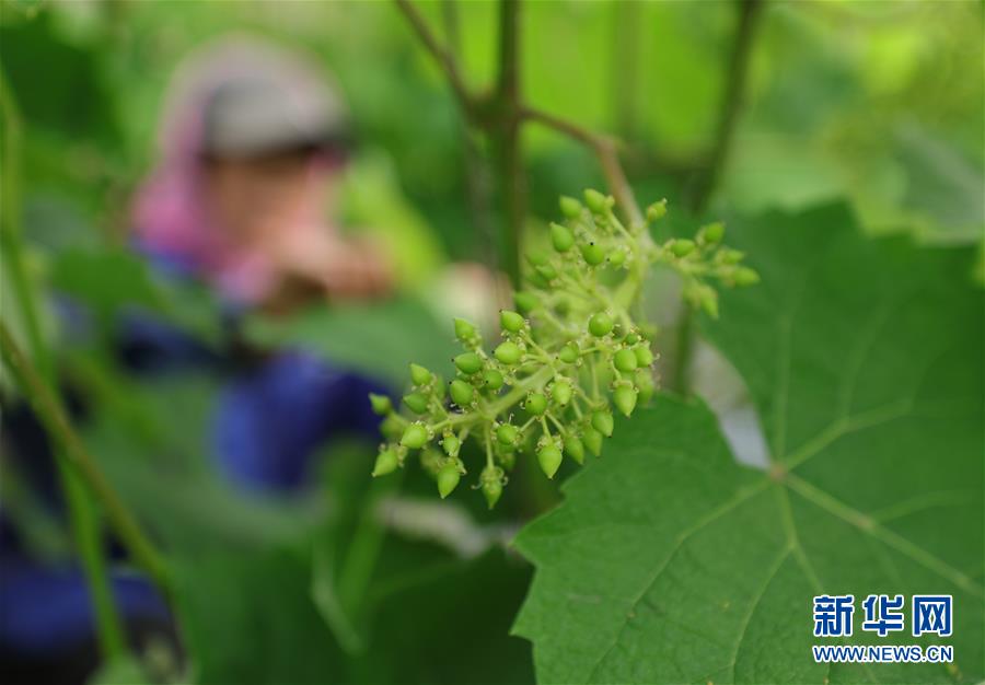（经济）（5）沈阳：大棚果蔬生产忙