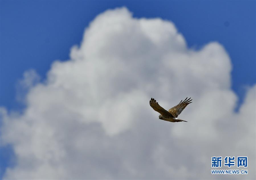 (美丽中国)(4)初春拉鲁湿地