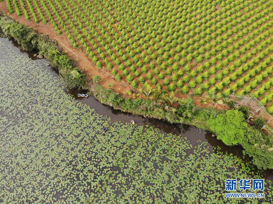 (经济)(2)海口:花农复工忙