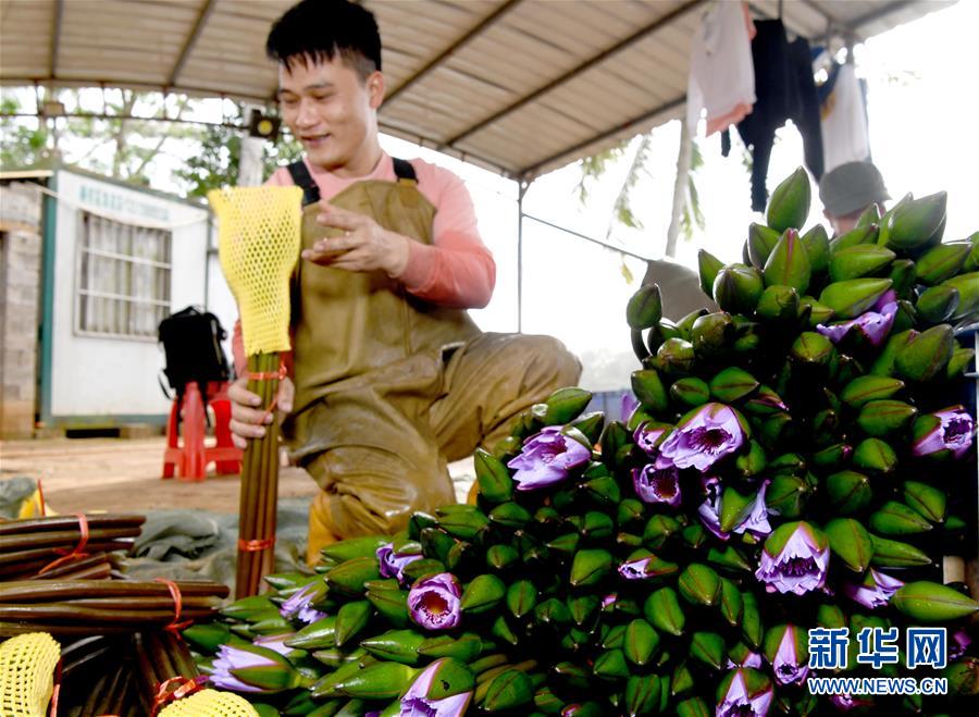(经济)(3)海口:花农复工忙