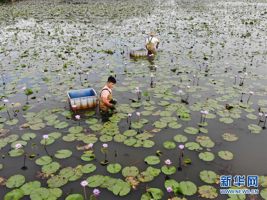 (经济)(5)海口:花农复工忙