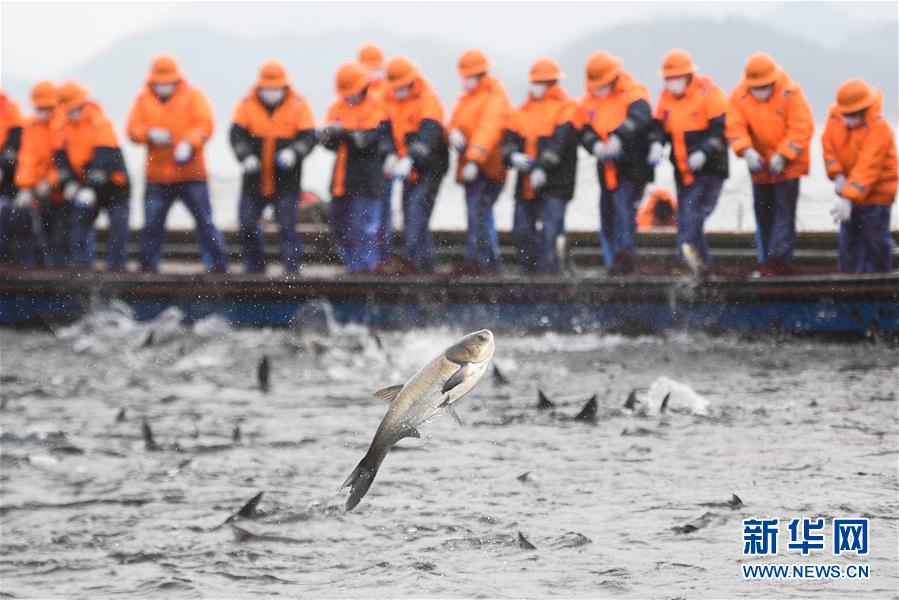 (社会)(2)浙江千岛湖新春开捕 义卖鲜鱼助力抗击疫情