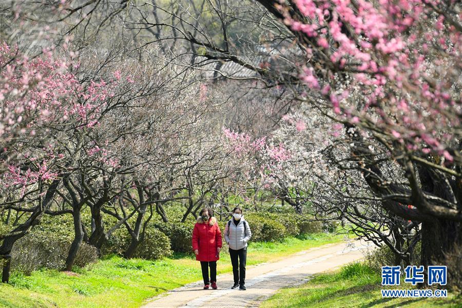 (环境)(2)南京:梅花绽放春意浓