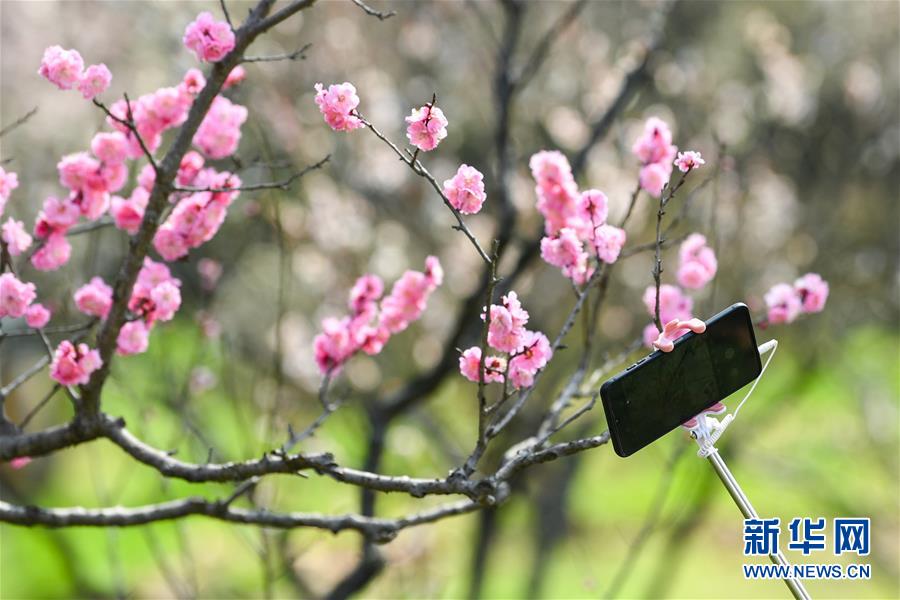 (环境)(4)南京:梅花绽放春意浓