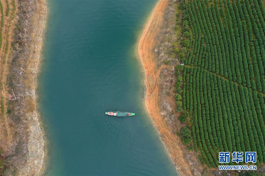 (春季美丽生态)(4)湖上茶园