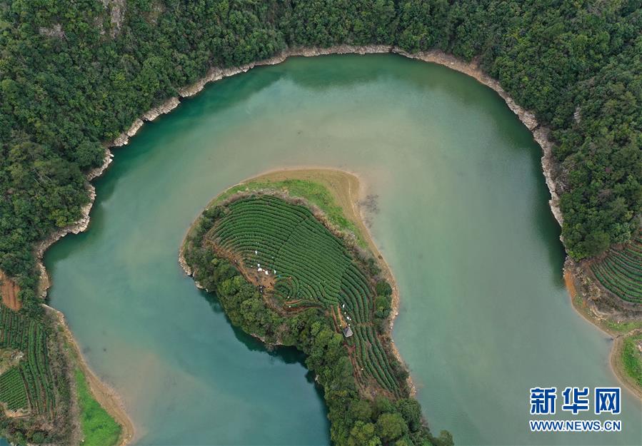 (春季美丽生态)(2)湖上茶园
