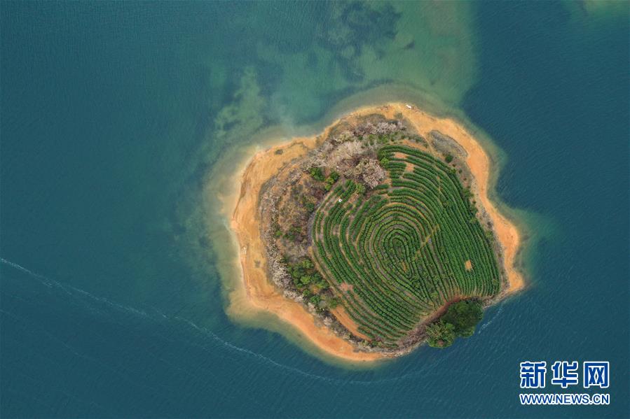 (春季美丽生态)(3)湖上茶园