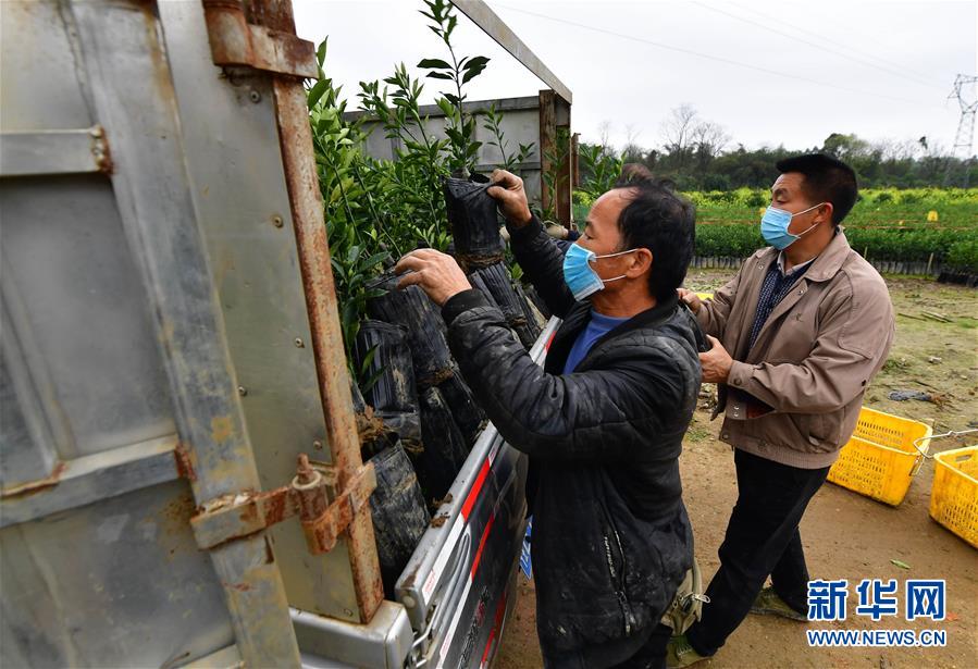 (社会)(2)爱心送苗助春耕