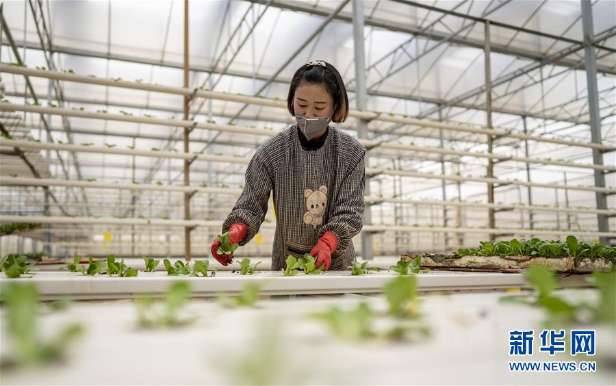 （图文互动）（3）下田不沾泥 阡陌连坡地——“云南第一坝”春日见闻