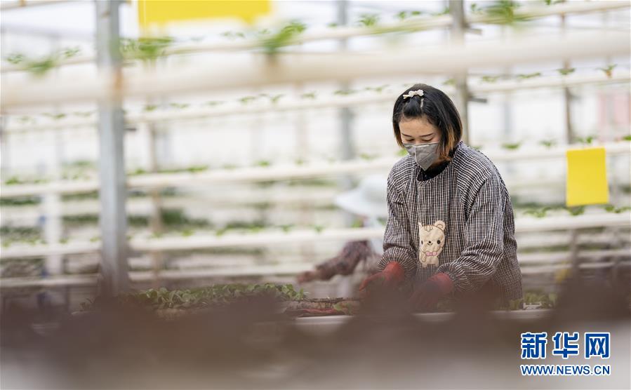 （图文互动）（2）下田不沾泥 阡陌连坡地——“云南第一坝”春日见闻