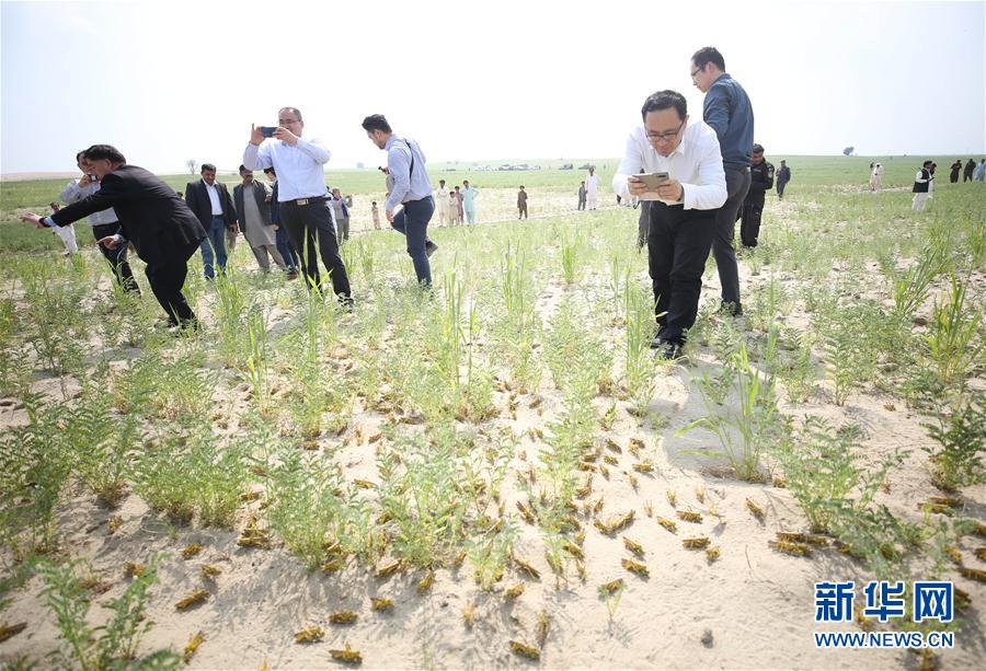（国际·图文互动）（3）通讯：中国专家千里追蝗