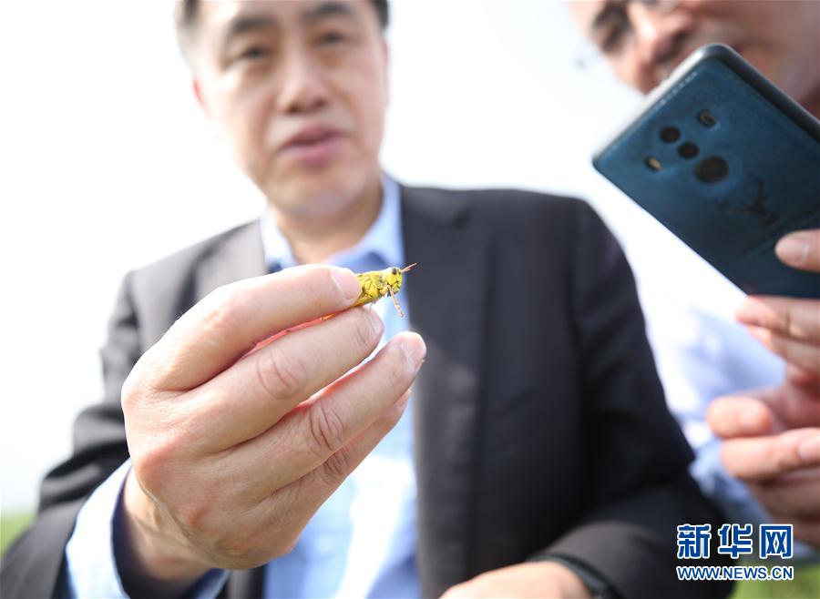（国际·图文互动）（5）通讯：中国专家千里追蝗