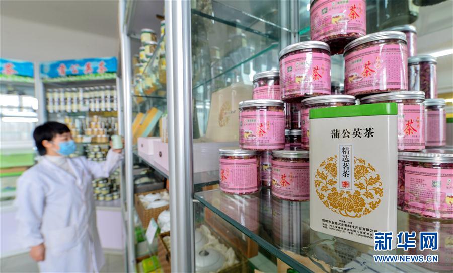 （社会）（3）河北磁县：蒲公英花开促增收