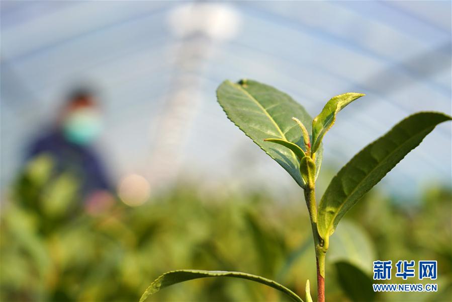#（经济）（2） 河北临城：防疫春管两不误 太行茶园农事忙