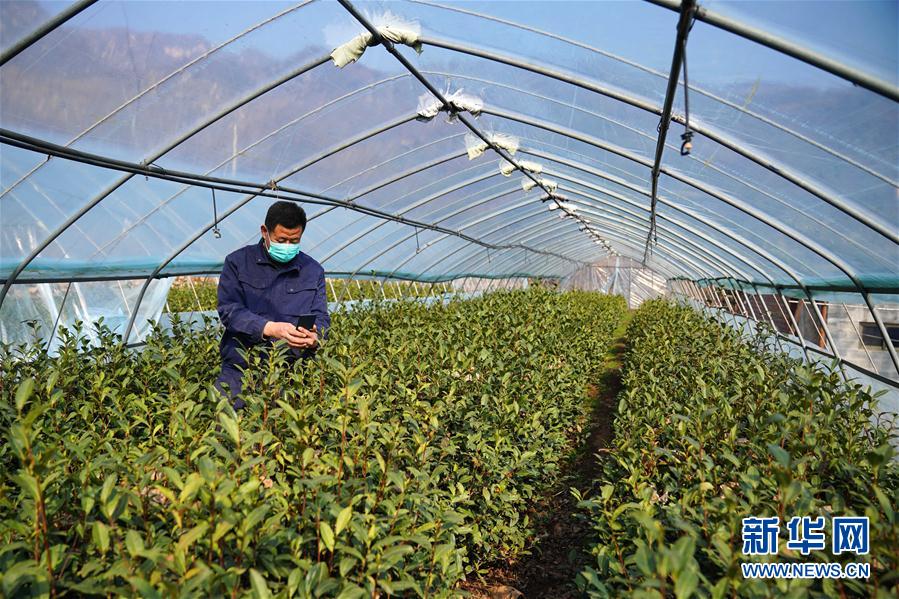 #（经济）（4） 河北临城：防疫春管两不误 太行茶园农事忙