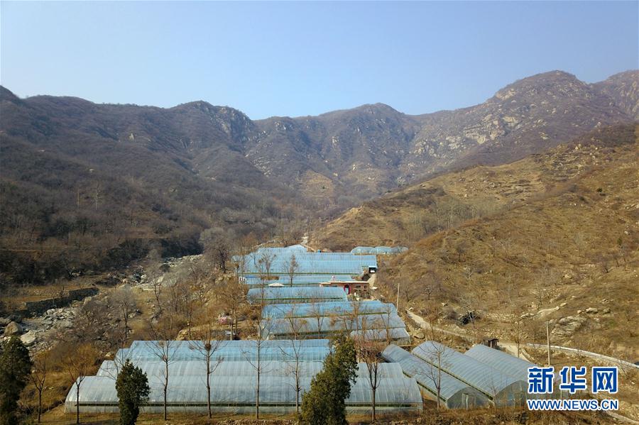 #（经济）（6） 河北临城：防疫春管两不误 太行茶园农事忙
