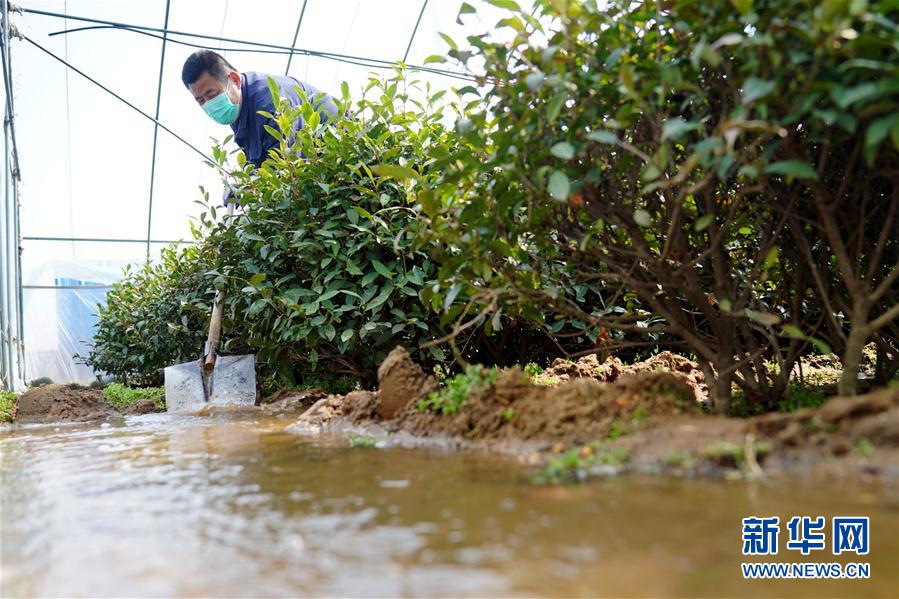 #（经济）（5） 河北临城：防疫春管两不误 太行茶园农事忙