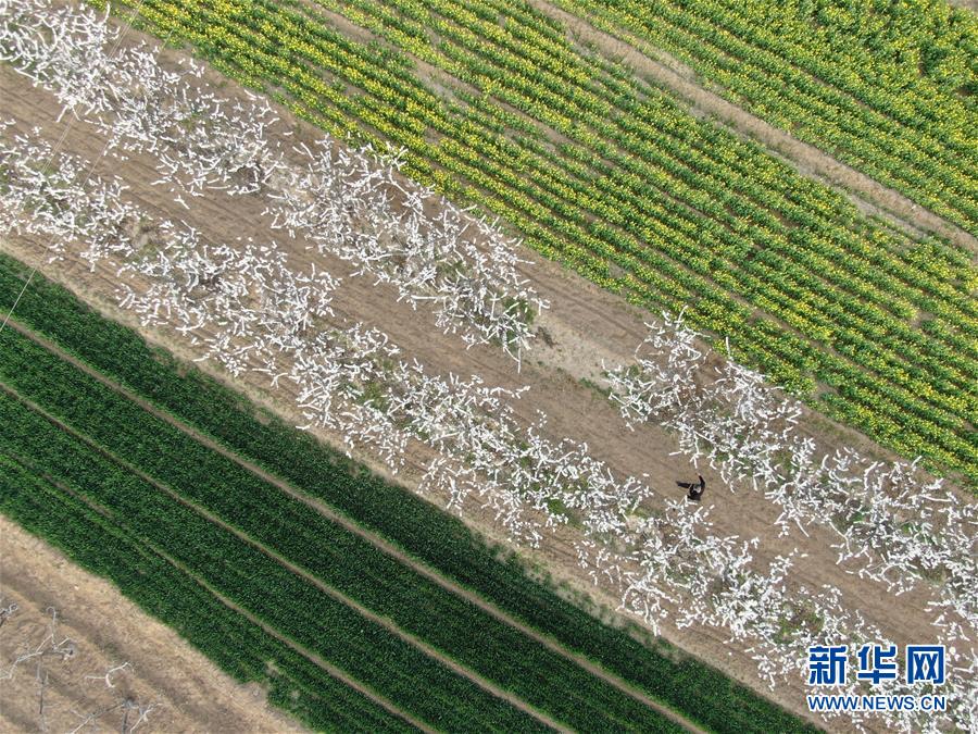 （社会）（4）山西：春暖花开 不误农时
