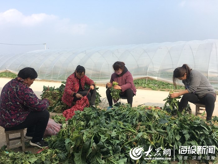 村民正在捆菠菜.jpg