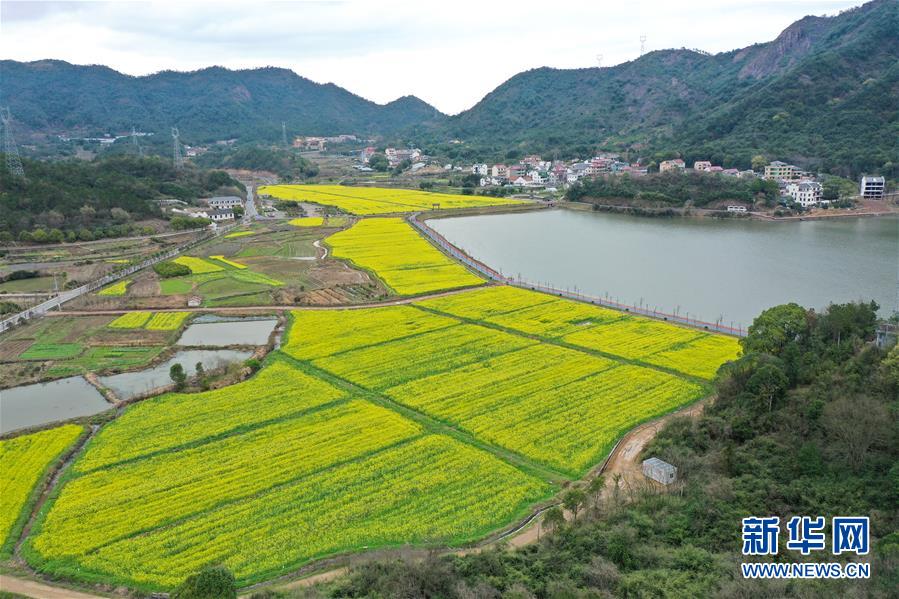 (生态)(4)油菜花开布谷湖