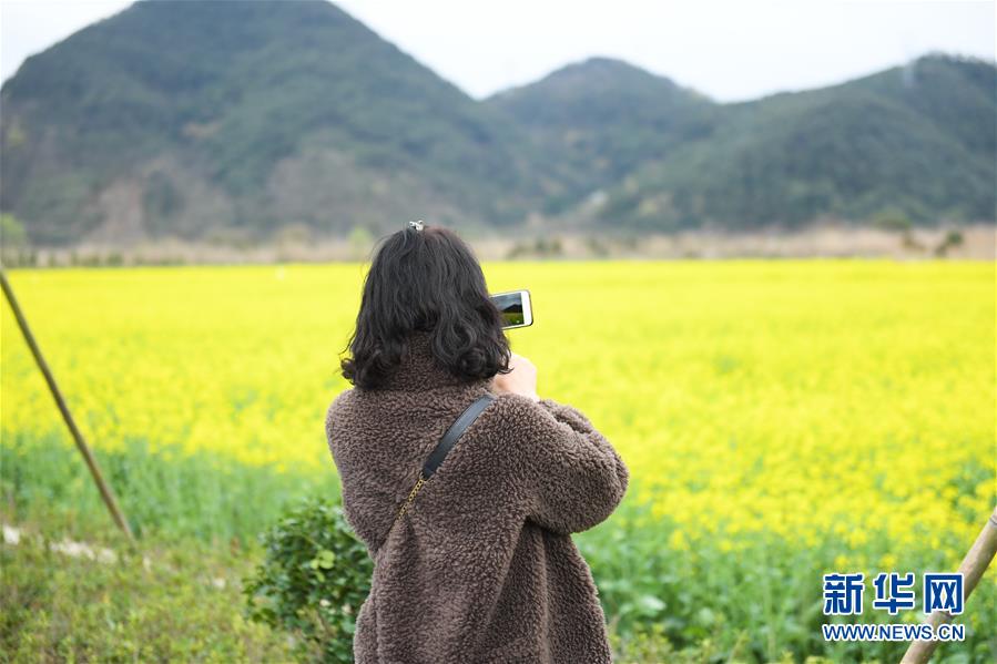 (生态)(1)油菜花开布谷湖