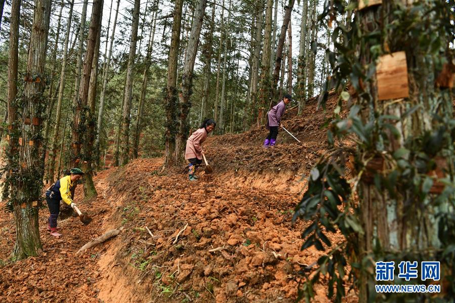 （脱贫攻坚）（5）黔东南：兴产业 富山乡