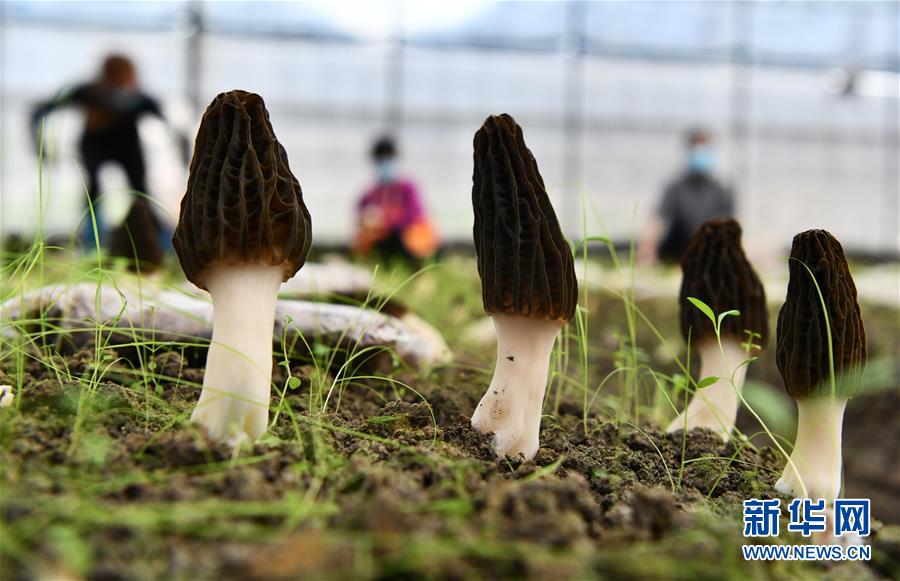 （脱贫攻坚）（9）黔东南：兴产业 富山乡