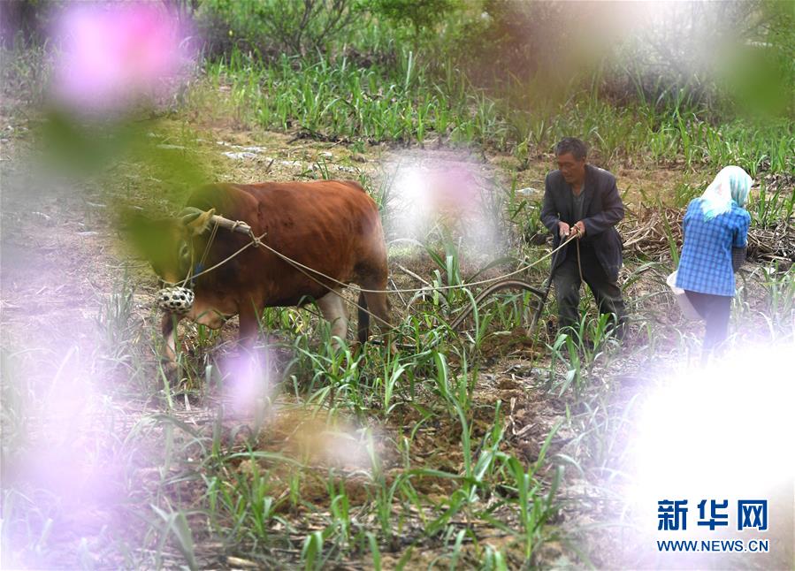 (社会)(5)广西:春来农事忙